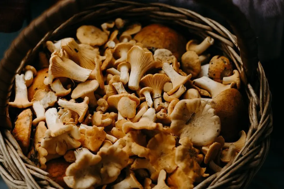 Mushrooms during pregnancy: what is safe?