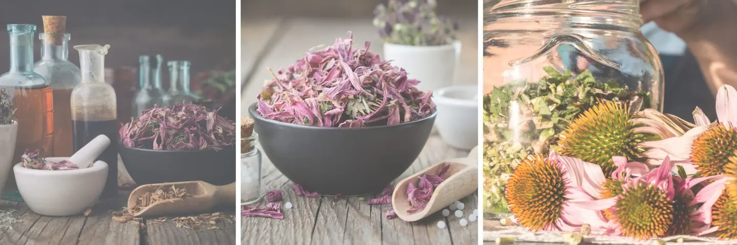 Is Echinacea Safe During Pregnancy?