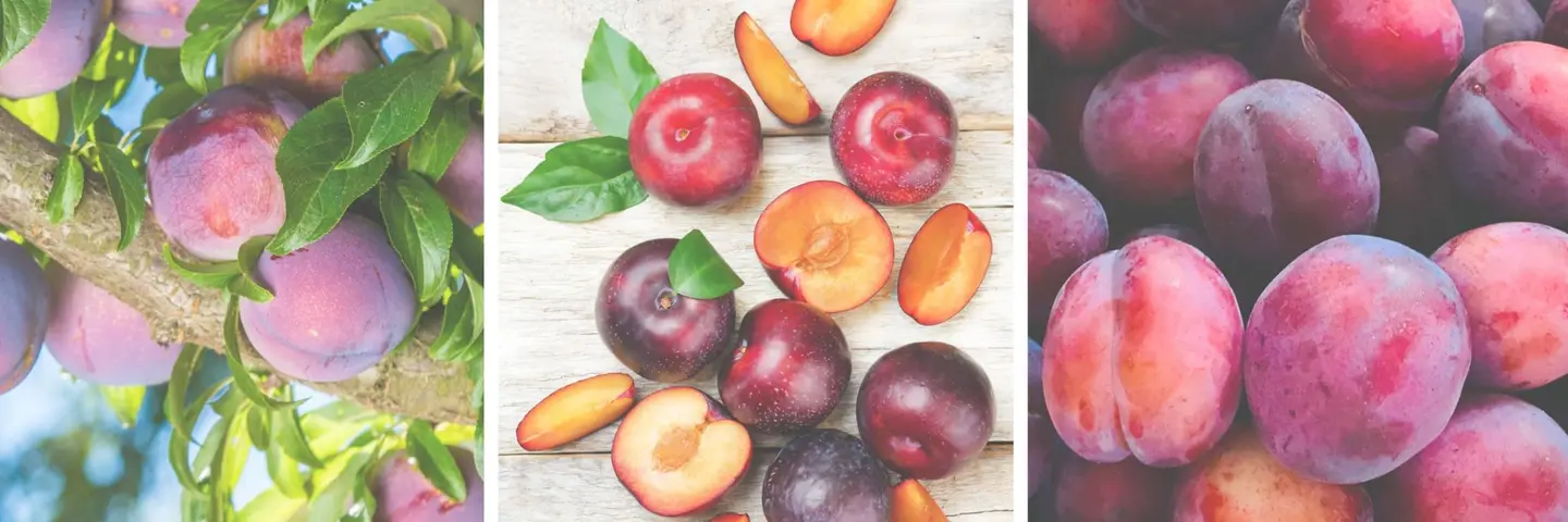 The Ultimate Guide to Plums During Pregnancy