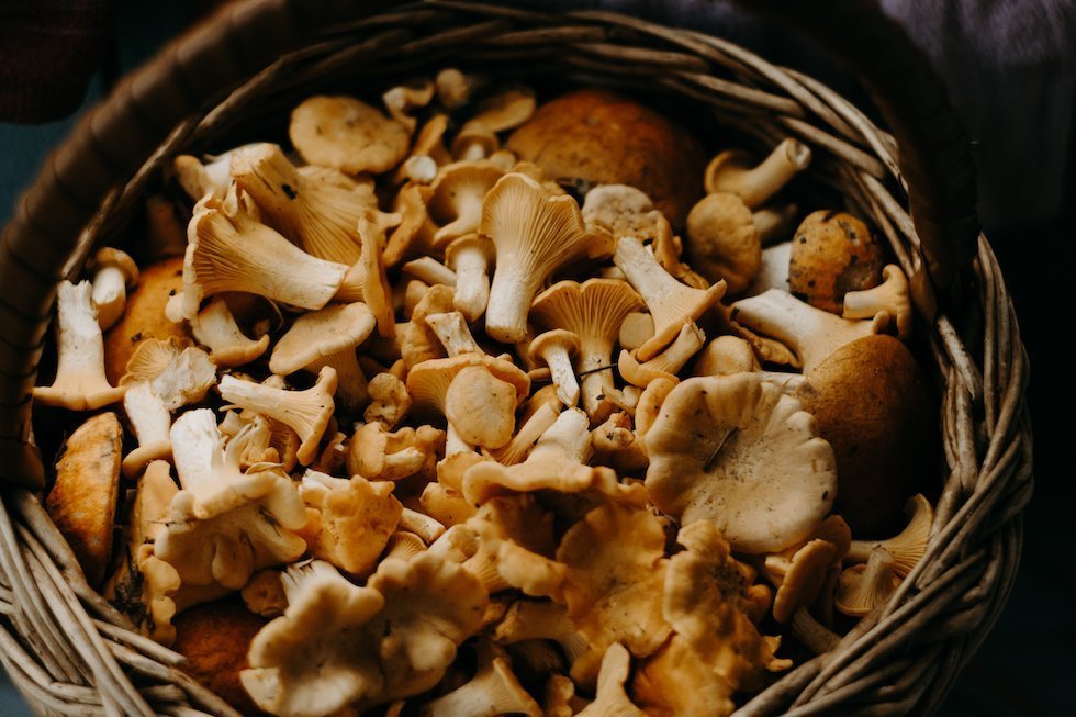 Mushrooms during pregnancy: what is safe?