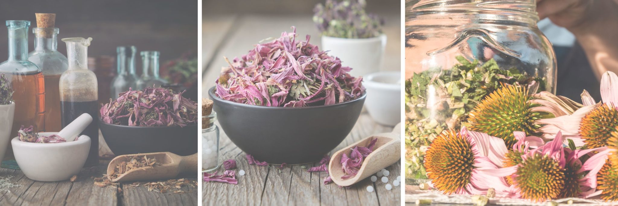 Is Echinacea Safe During Pregnancy?